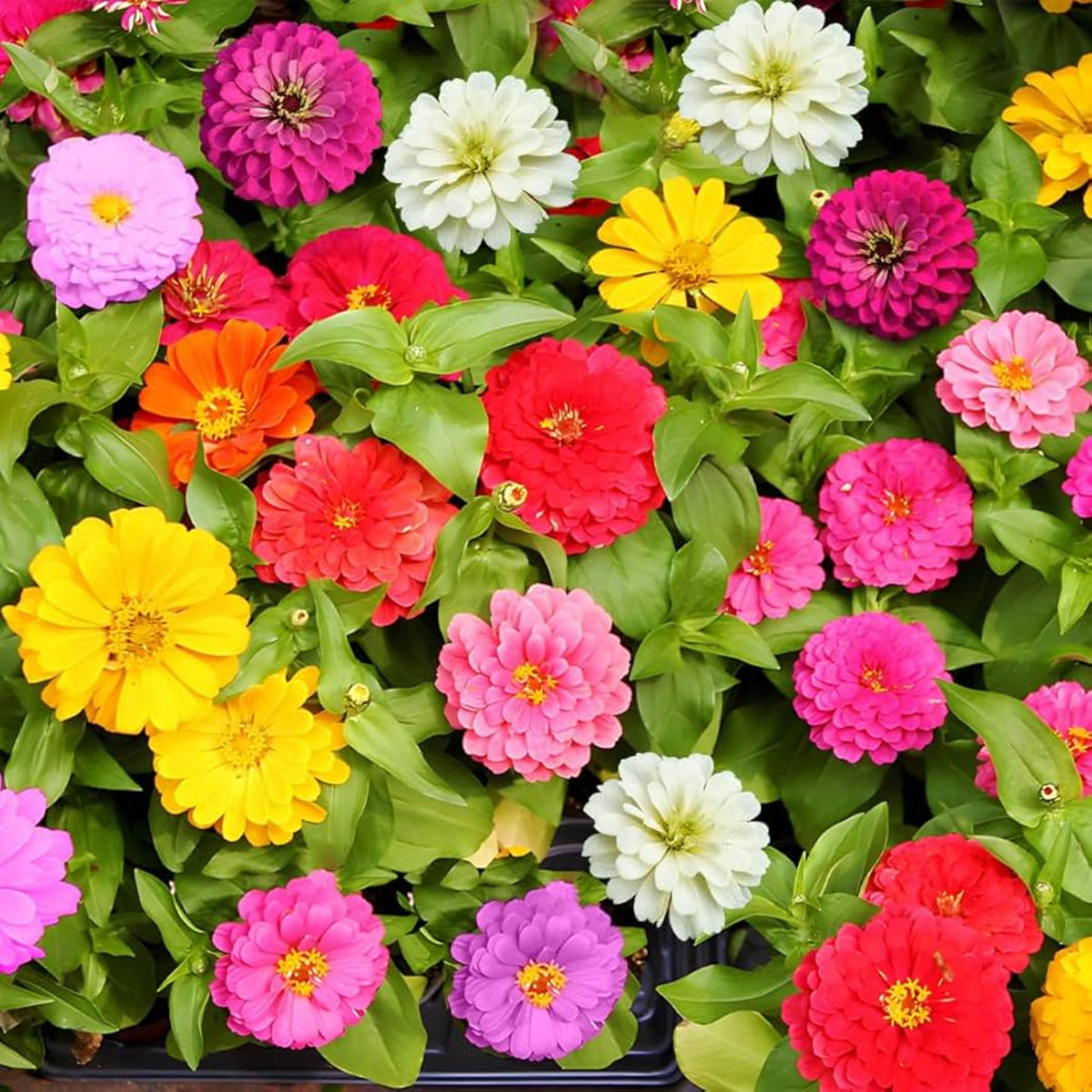Mix Zinnia Elegans Seeds, 30 seeds