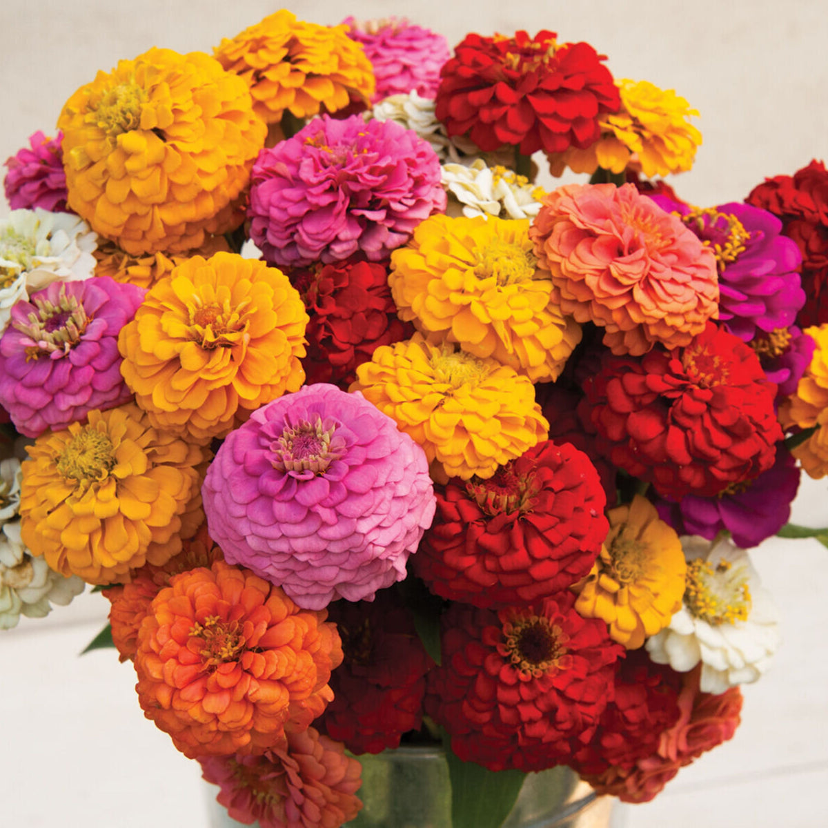 Mix Zinnia Elegans Seeds, 30 seeds
