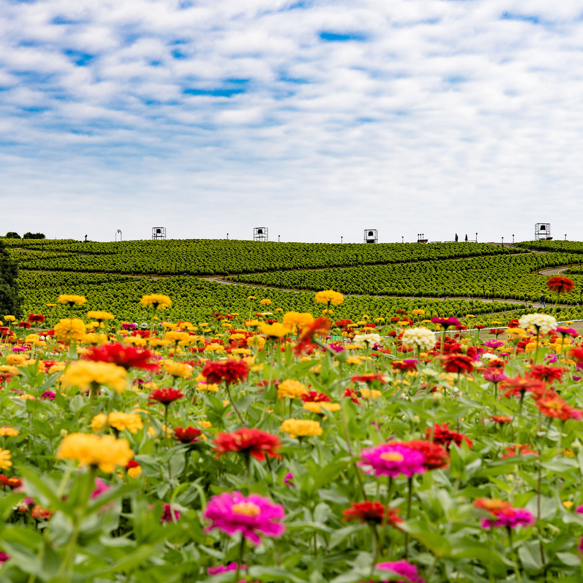 Mix Zinnia Elegans Seeds, 30 seeds