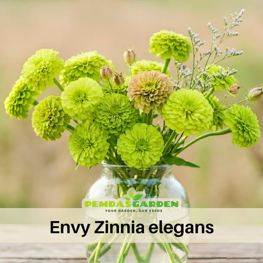 Envy Zinnia Elegans Seeds, 30 seeds