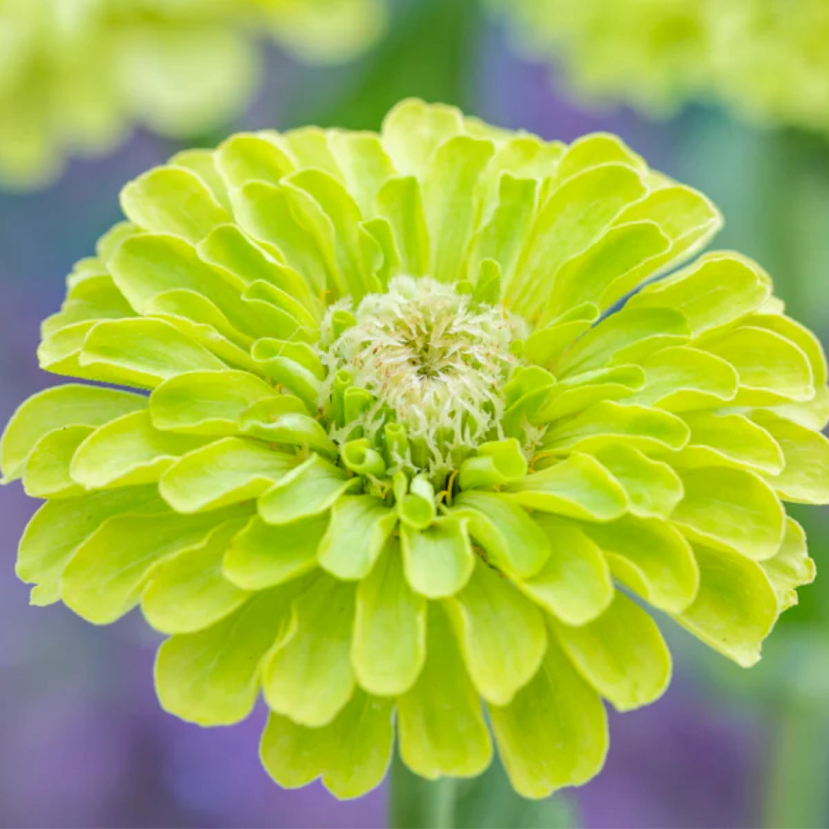 Envy Zinnia Elegans Seeds, 30 seeds