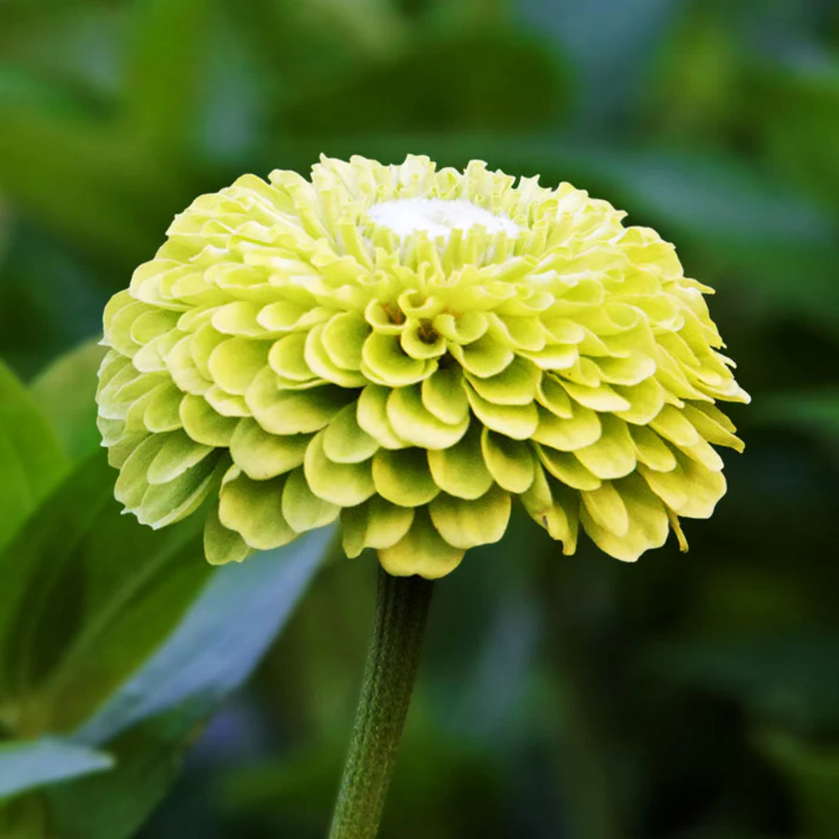 Envy Zinnia Elegans Seeds, 30 seeds