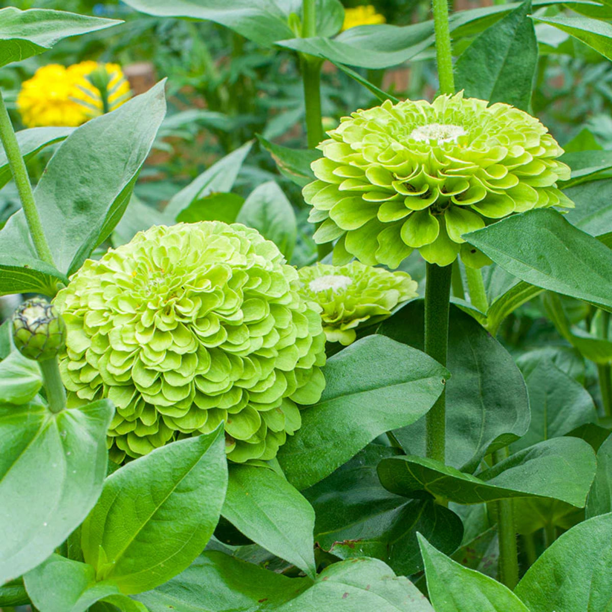 Envy Zinnia Elegans Seeds, 30 seeds