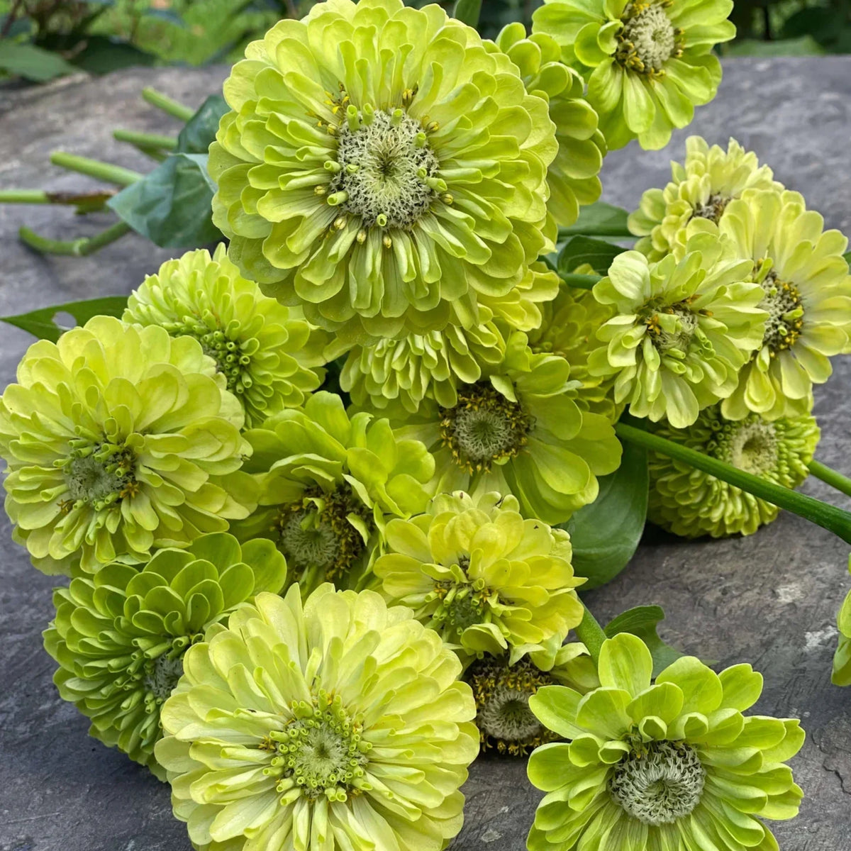 Envy Zinnia Elegans Seeds, 30 seeds