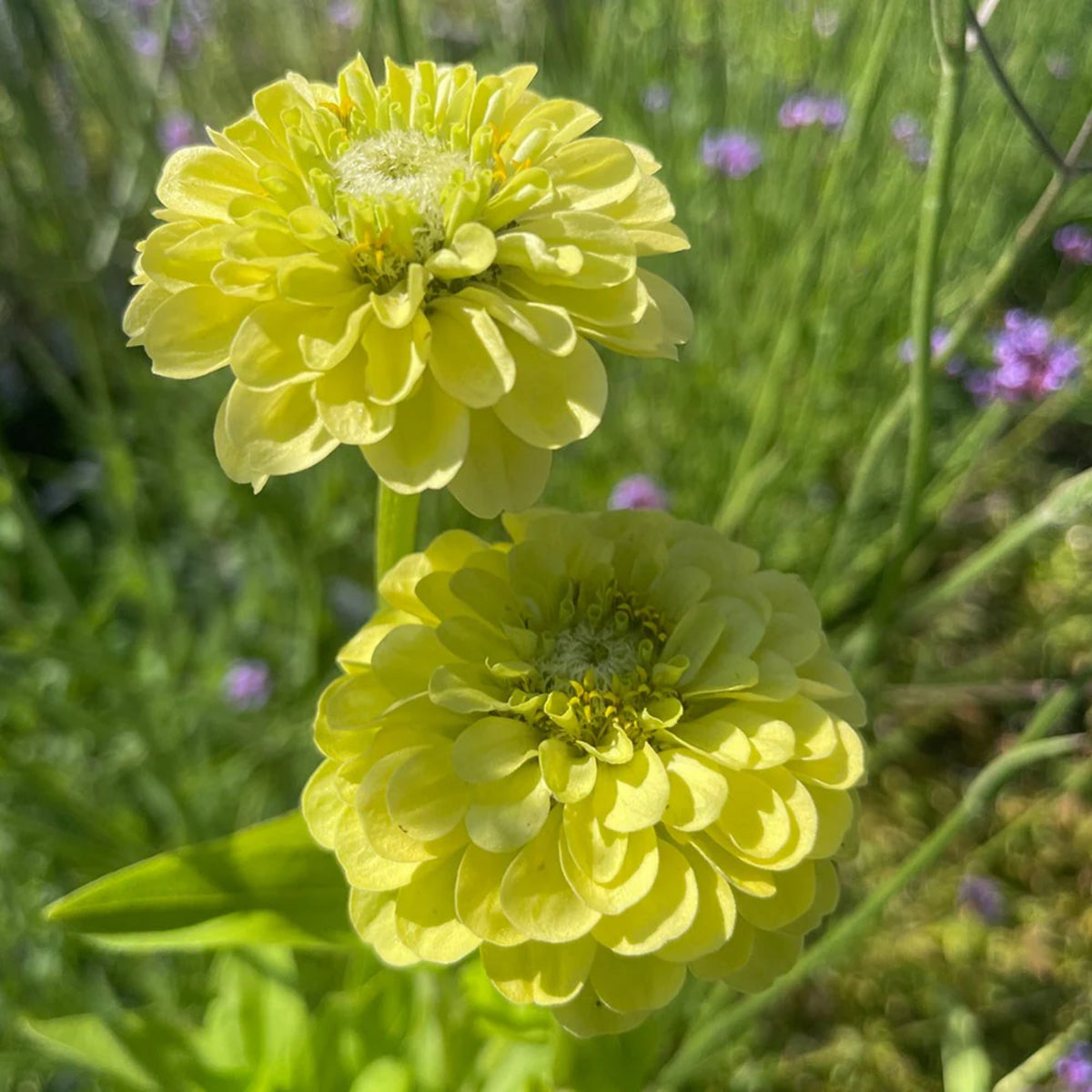 Envy Zinnia Elegans Seeds, 30 seeds