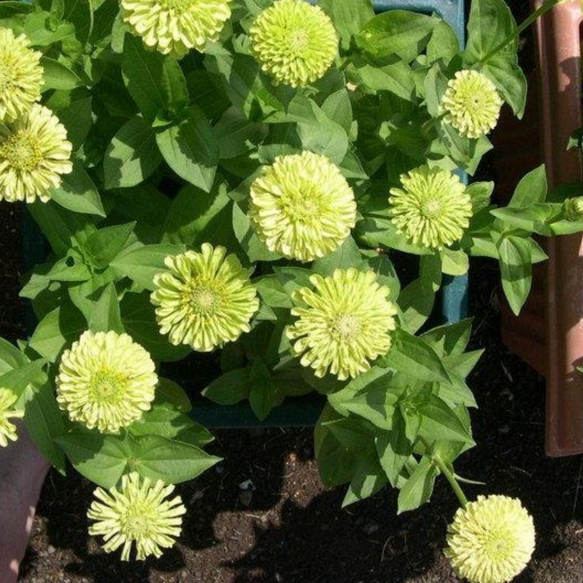 Envy Zinnia Elegans Seeds, 30 seeds