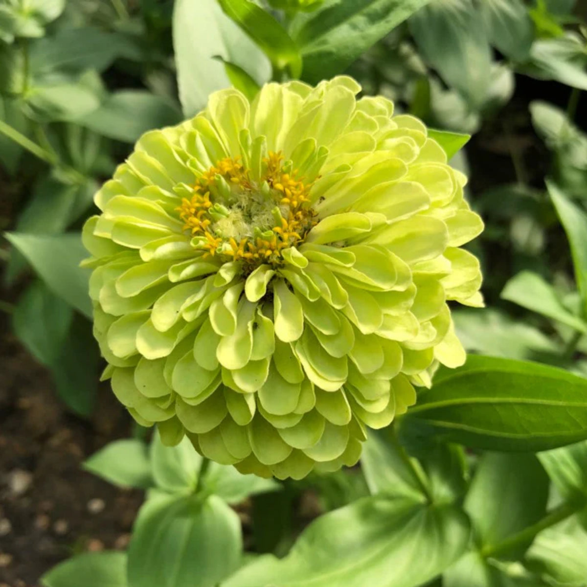 Envy Zinnia Elegans Seeds, 30 seeds