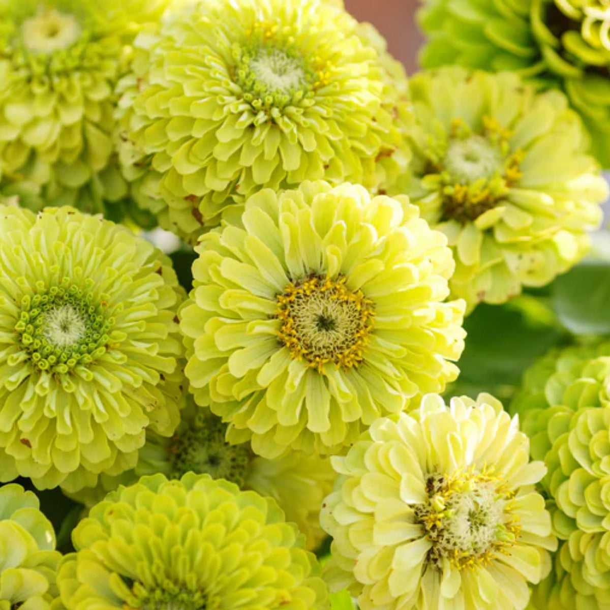 Envy Zinnia Elegans Seeds, 30 seeds