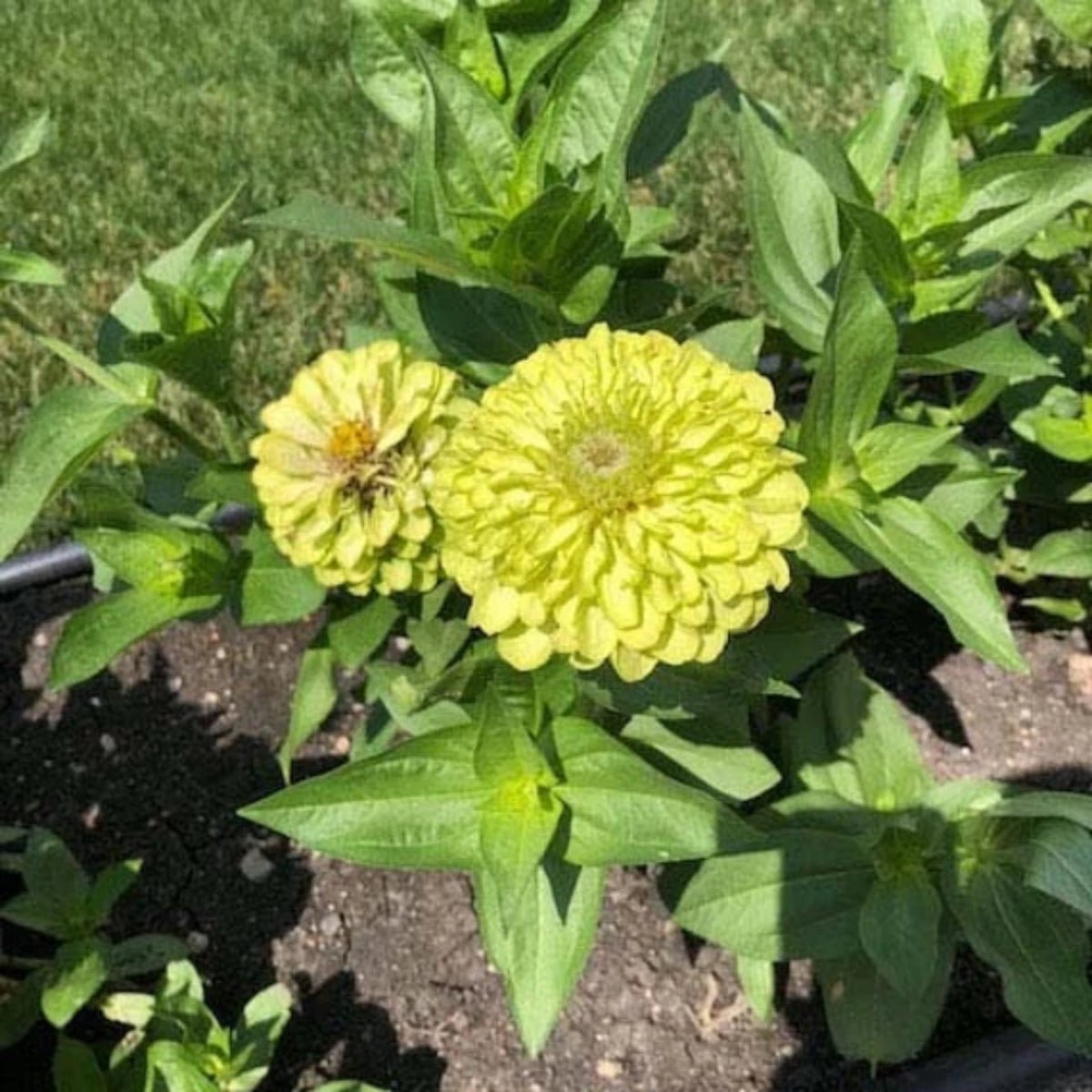 Envy Zinnia Elegans Seeds, 30 seeds