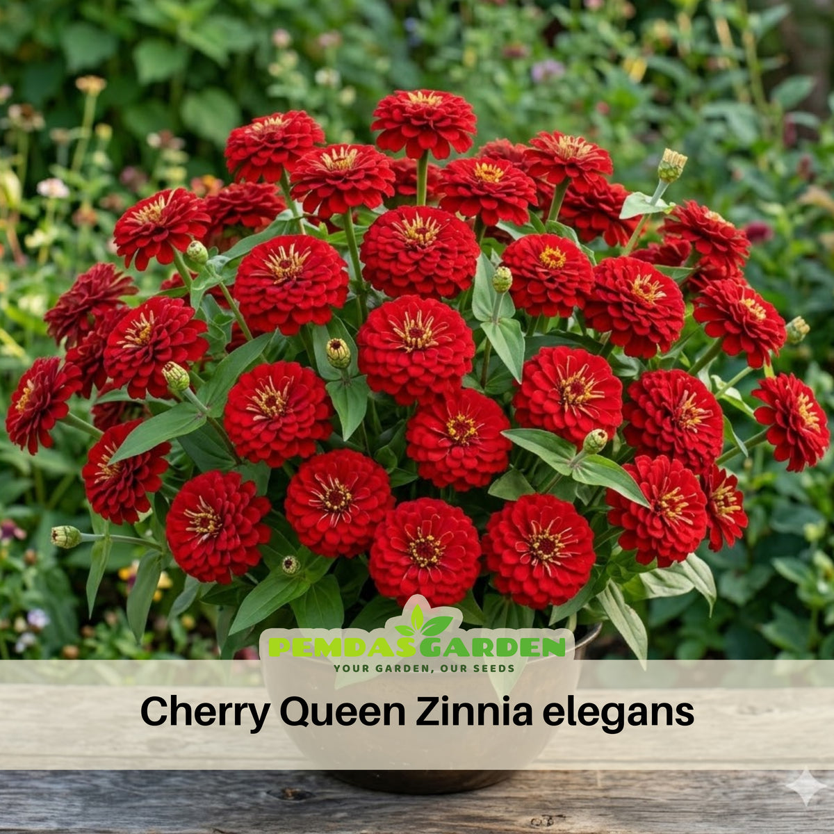Cherry Queen Zinnia Elegans Seeds, 30 seeds