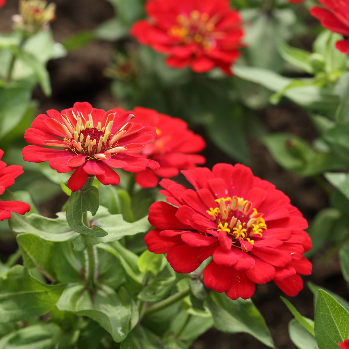 Cherry Queen Zinnia Elegans Seeds, 30 seeds