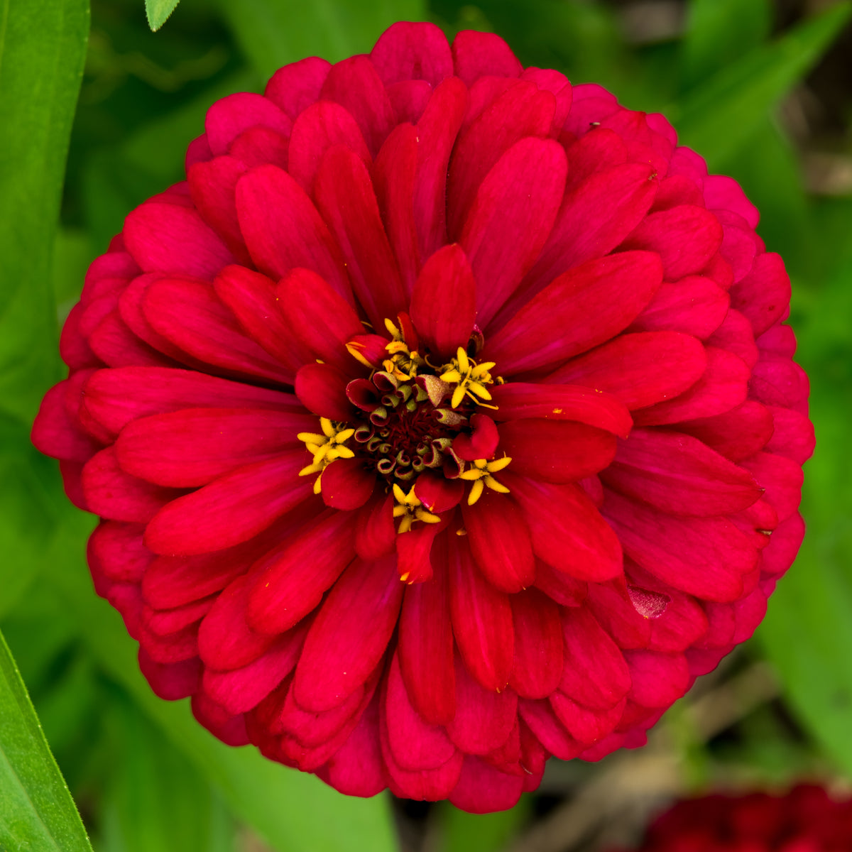 Cherry Queen Zinnia Elegans Seeds, 30 seeds