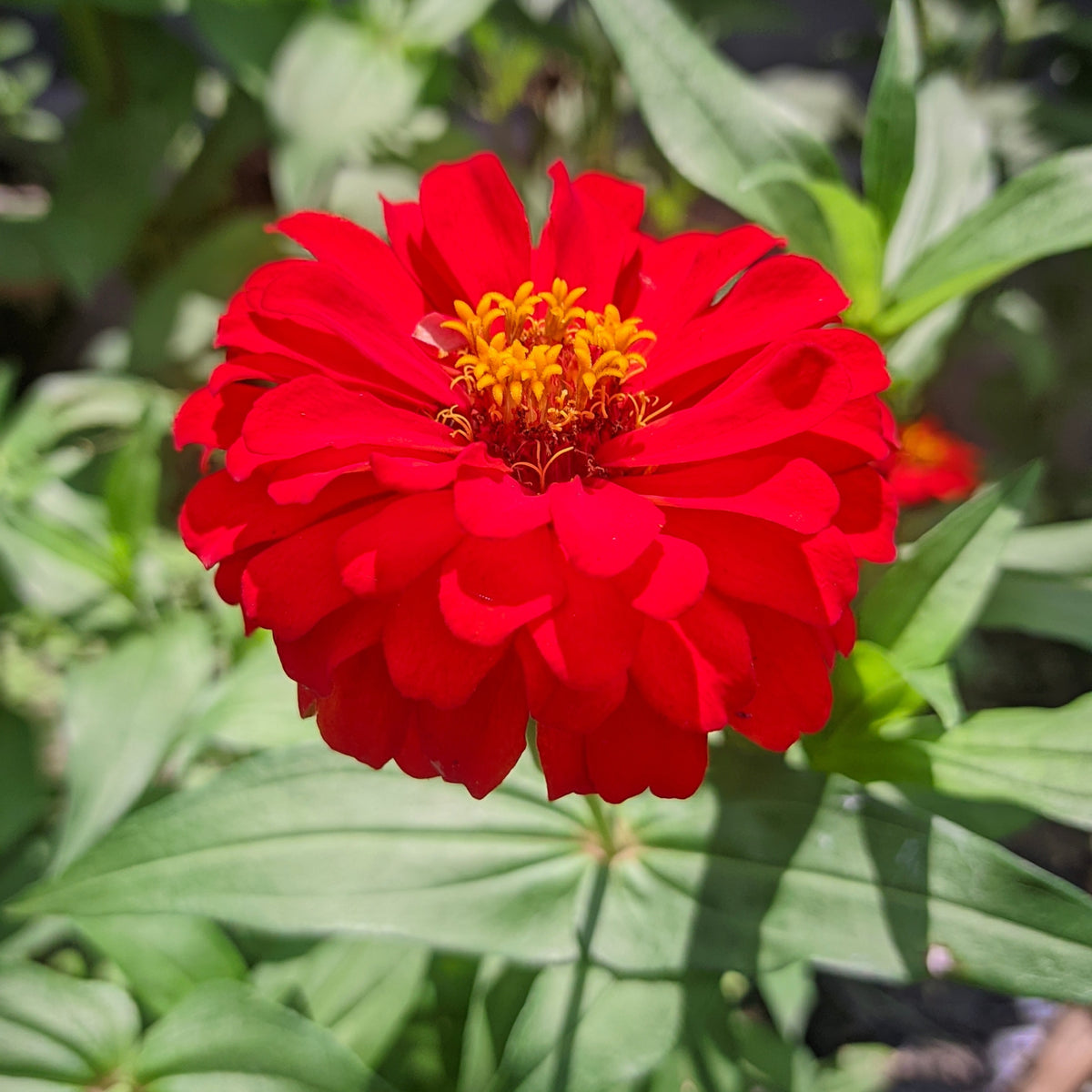 Cherry Queen Zinnia Elegans Seeds, 30 seeds