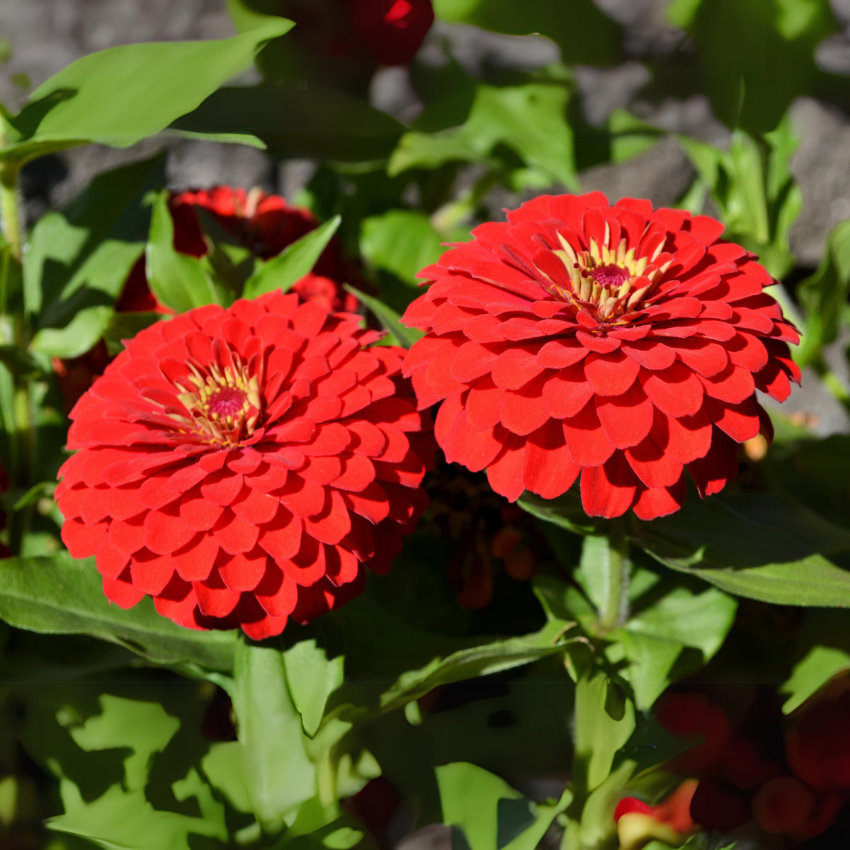Cherry Queen Zinnia Elegans Seeds, 30 seeds
