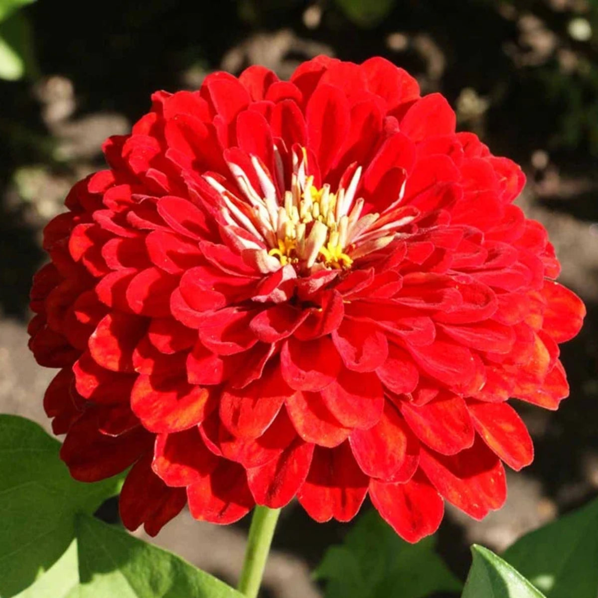 Cherry Queen Zinnia Elegans Seeds, 30 seeds