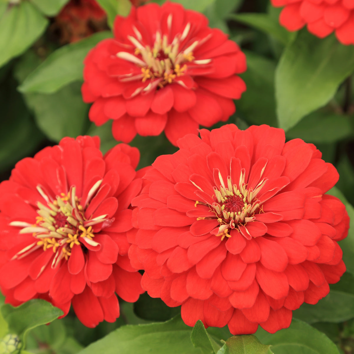 Cherry Queen Zinnia Elegans Seeds, 30 seeds