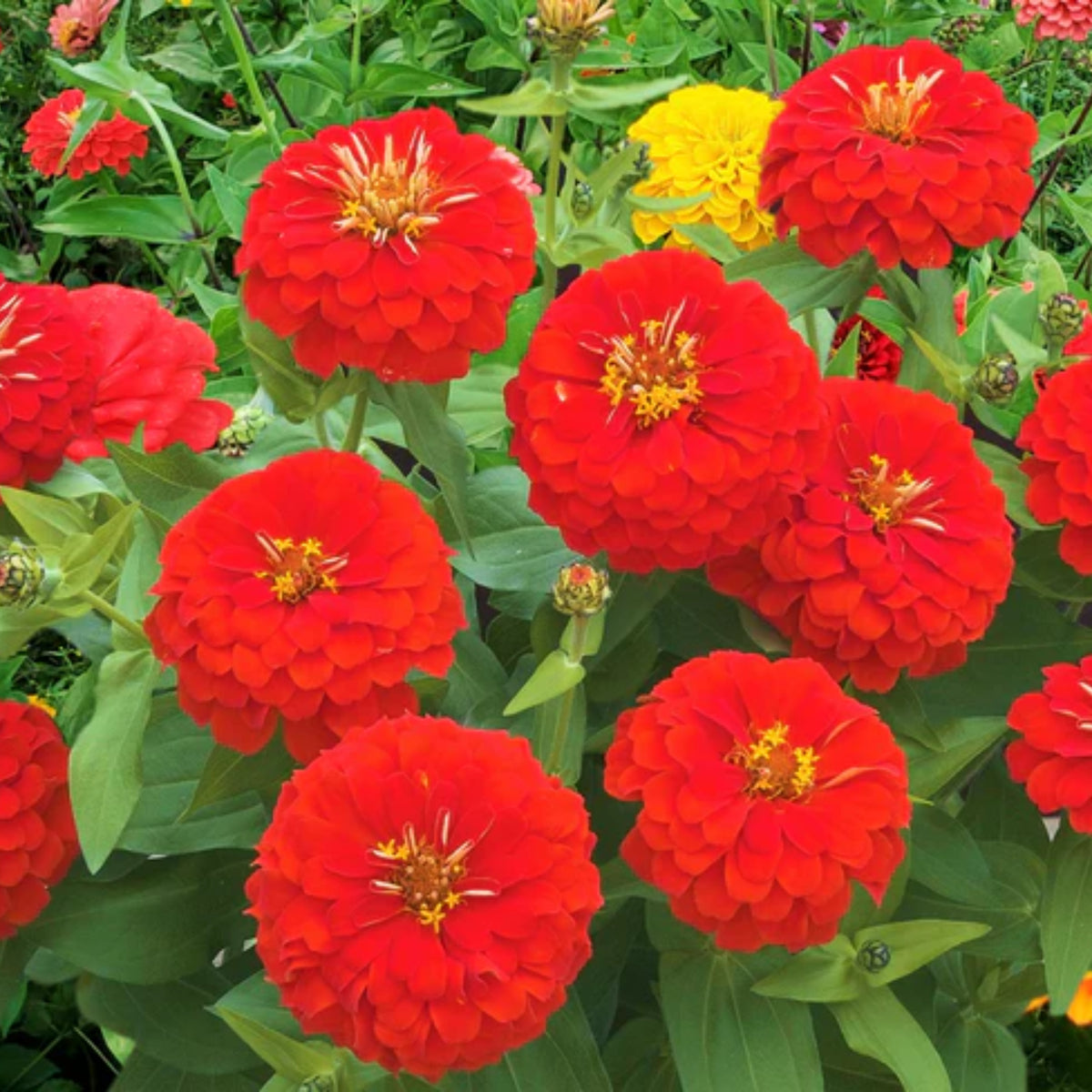 Cherry Queen Zinnia Elegans Seeds, 30 seeds