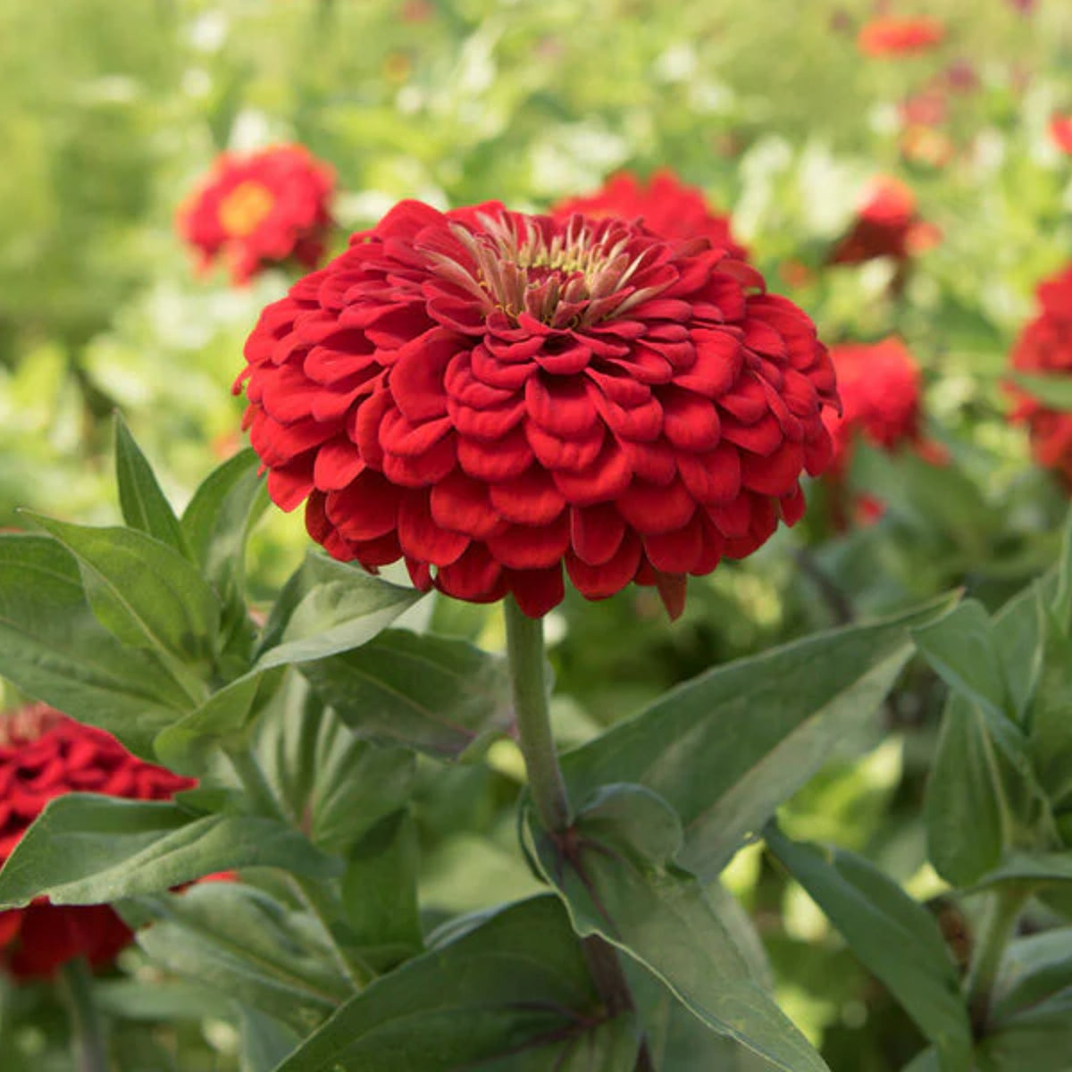 Cherry Queen Zinnia Elegans Seeds, 30 seeds