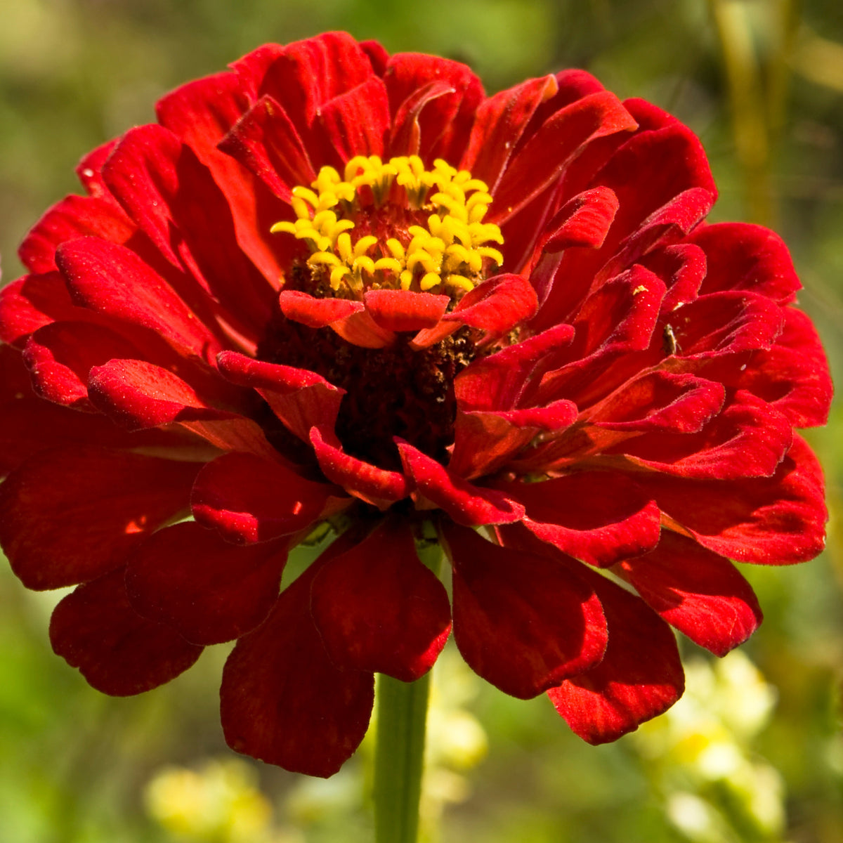 Cherry Queen Zinnia Elegans Seeds, 30 seeds