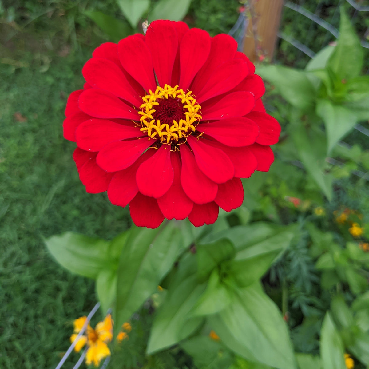 Cherry Queen Zinnia Elegans Seeds, 30 seeds