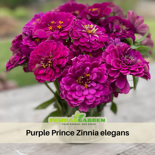Purple Prince Zinnia Elegans Seeds, 30 seeds