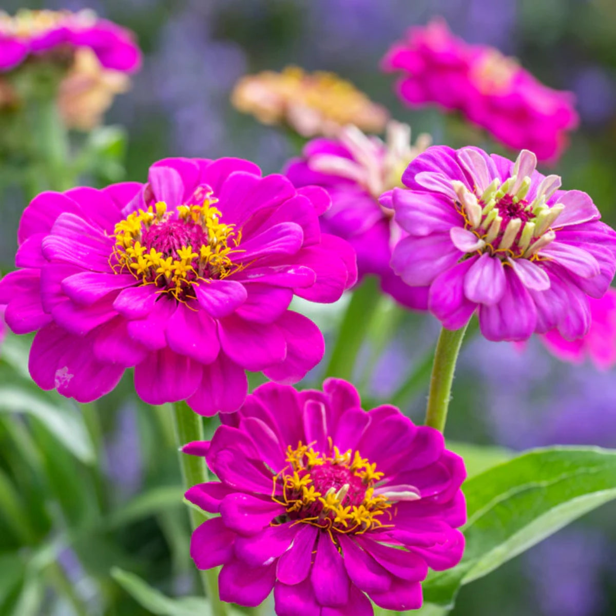 Purple Prince Zinnia Elegans Seeds, 30 seeds