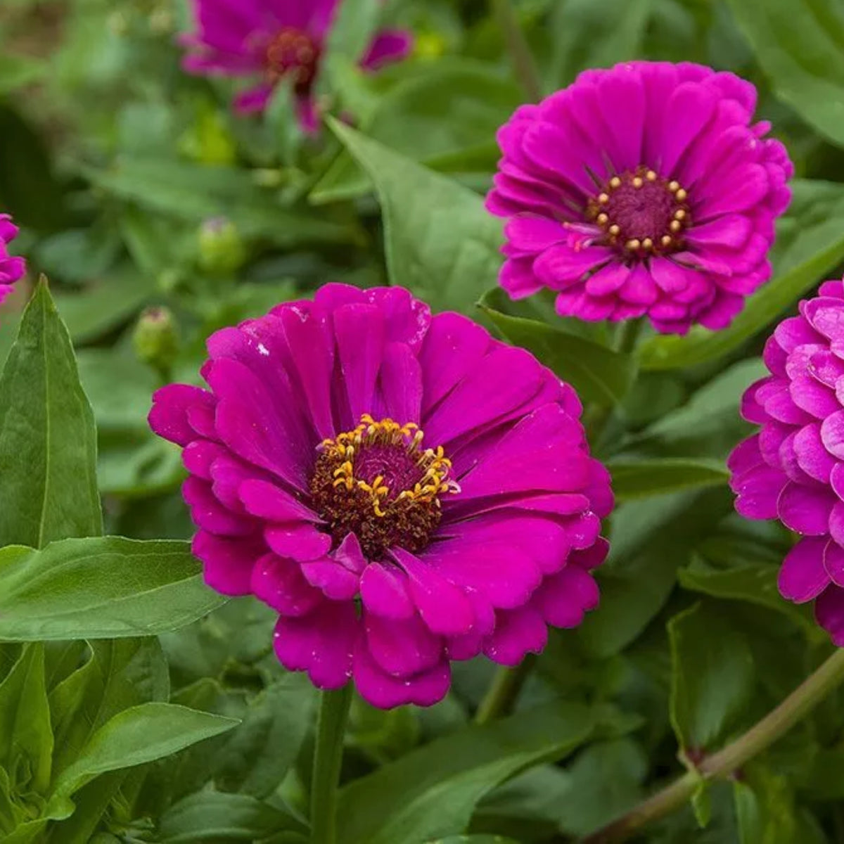 Purple Prince Zinnia Elegans Seeds, 30 seeds