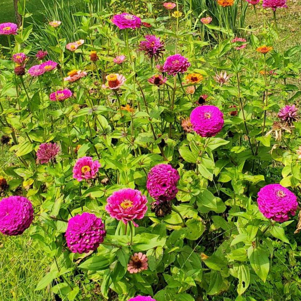 Purple Prince Zinnia Elegans Seeds, 30 seeds