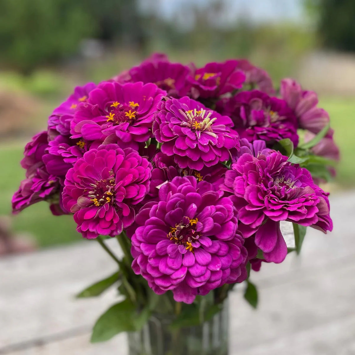 Purple Prince Zinnia Elegans Seeds, 30 seeds
