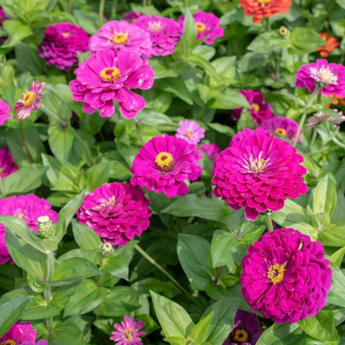 Purple Prince Zinnia Elegans Seeds, 30 seeds