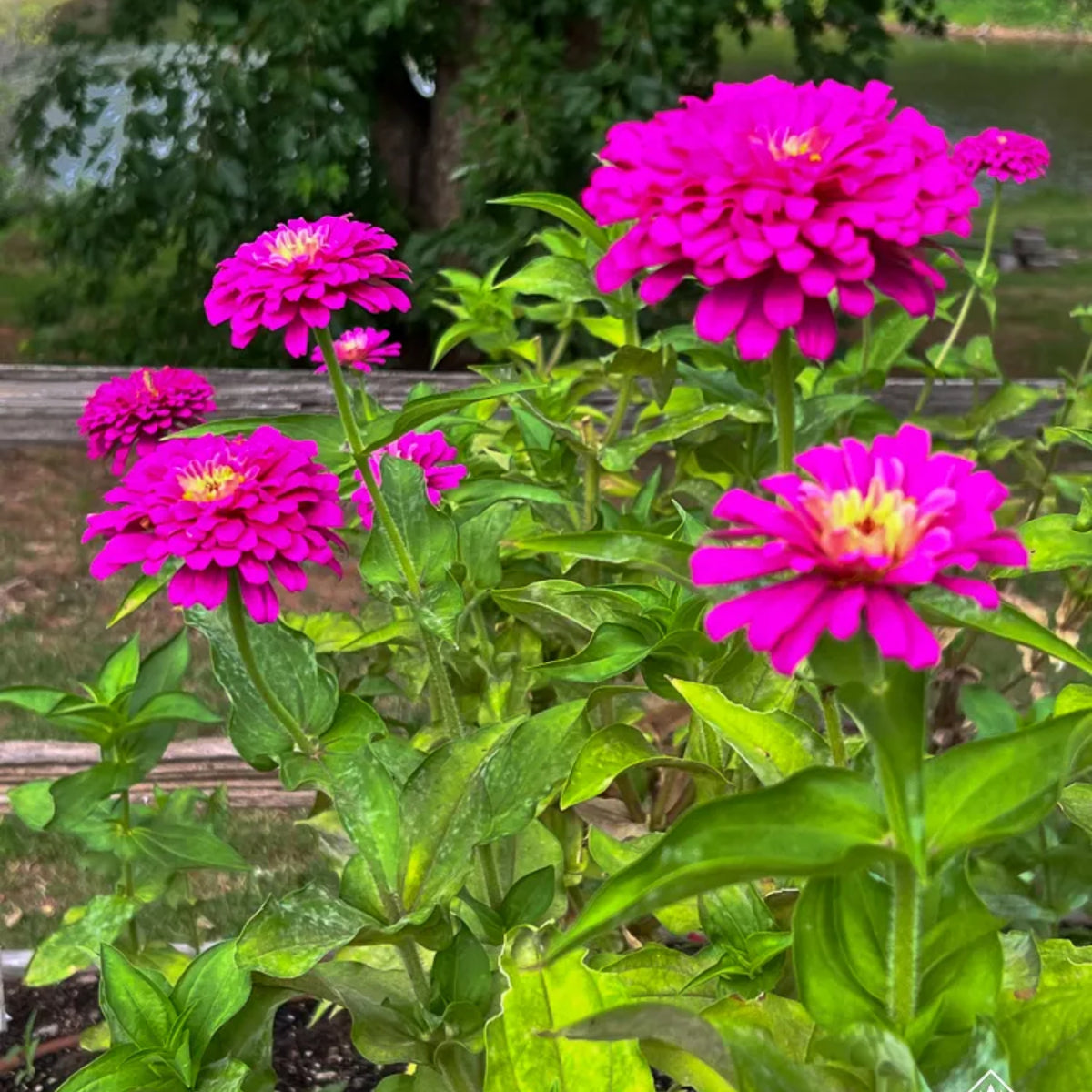 Purple Prince Zinnia Elegans Seeds, 30 seeds