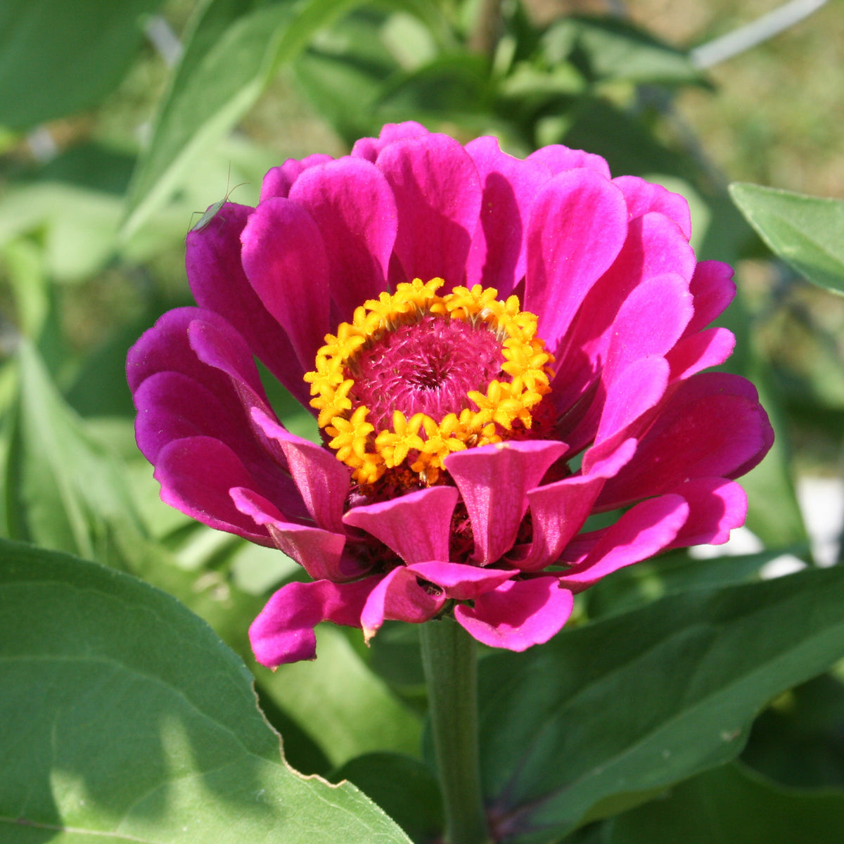 Purple Prince Zinnia Elegans Seeds, 30 seeds