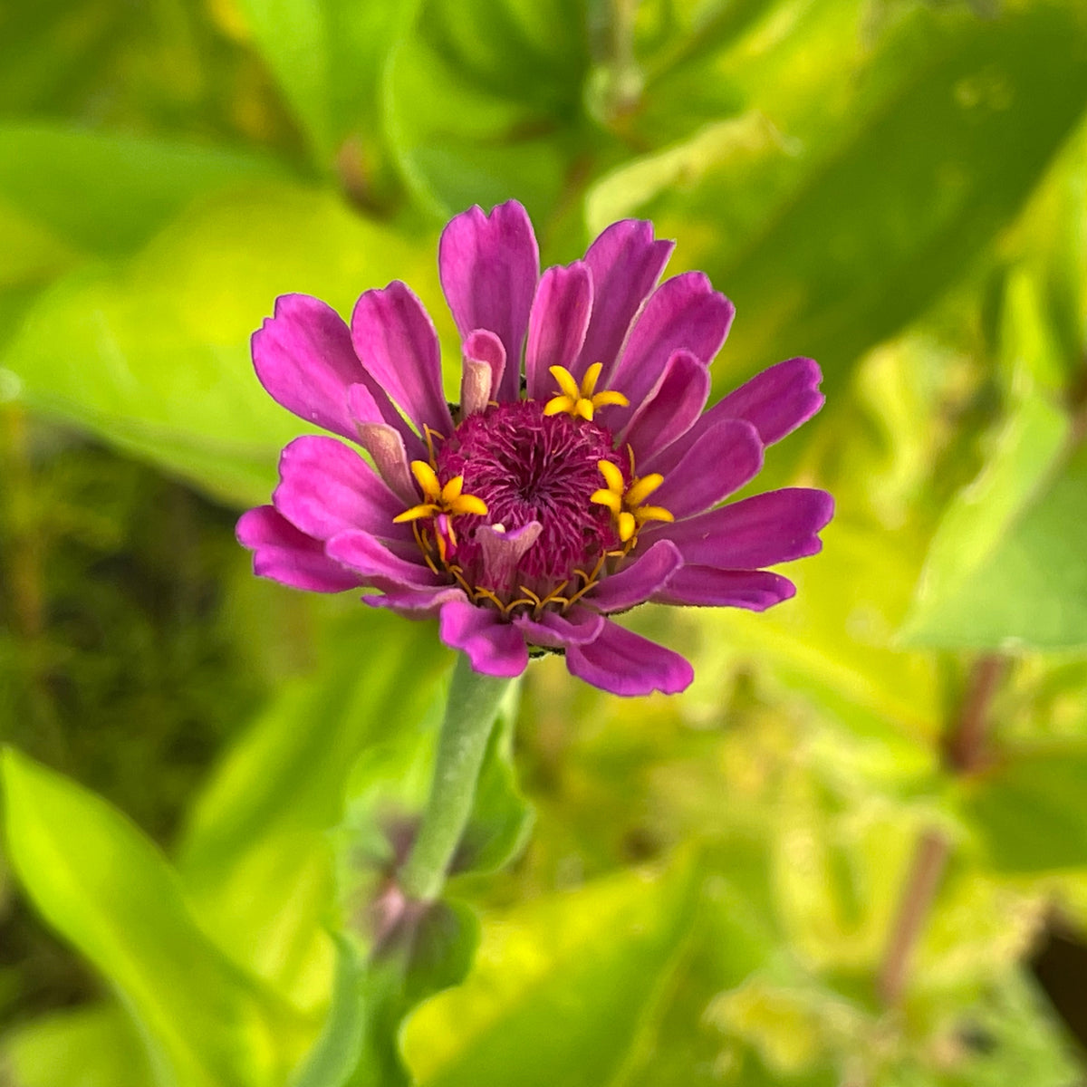 Purple Prince Zinnia Elegans Seeds, 30 seeds