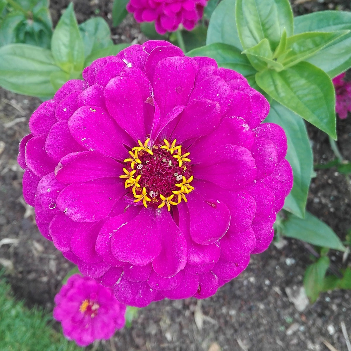 Purple Prince Zinnia Elegans Seeds, 30 seeds