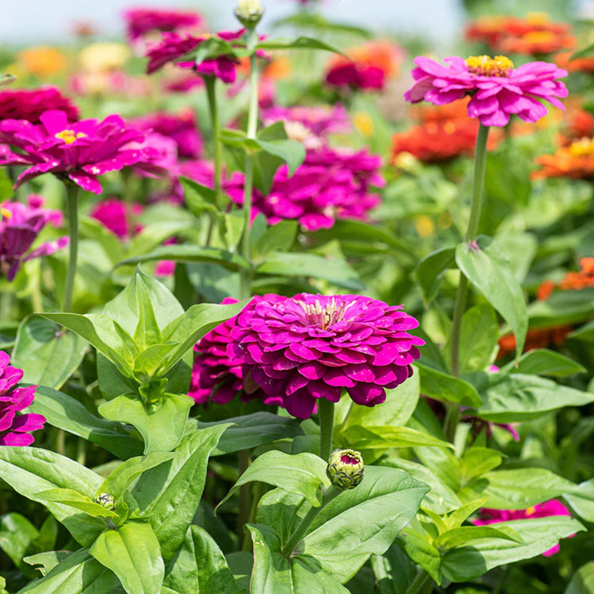Purple Prince Zinnia Elegans Seeds, 30 seeds