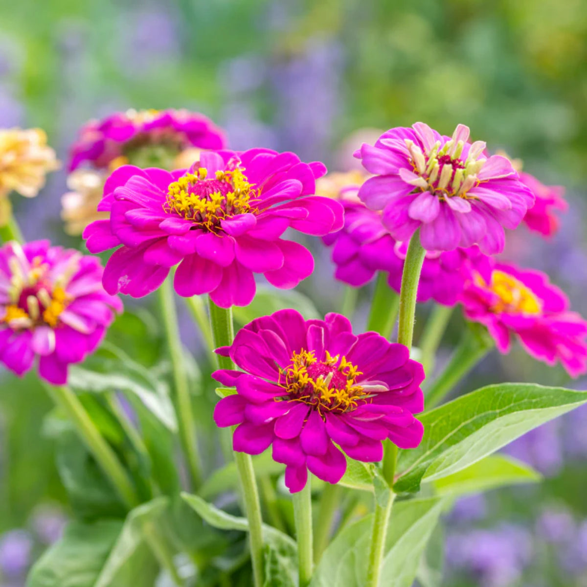 Purple Prince Zinnia Elegans Seeds, 30 seeds