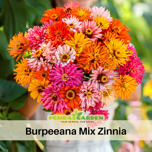 Burpeeana Mix Zinnia Seeds, 30 seeds