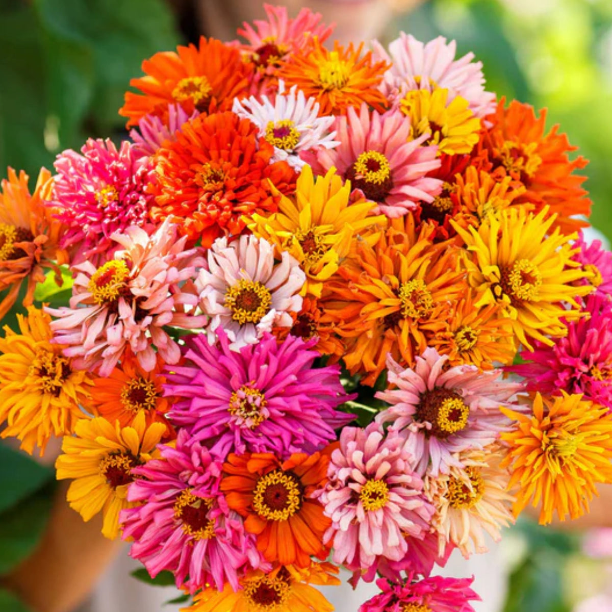 Burpeeana Mix Zinnia Seeds, 30 seeds