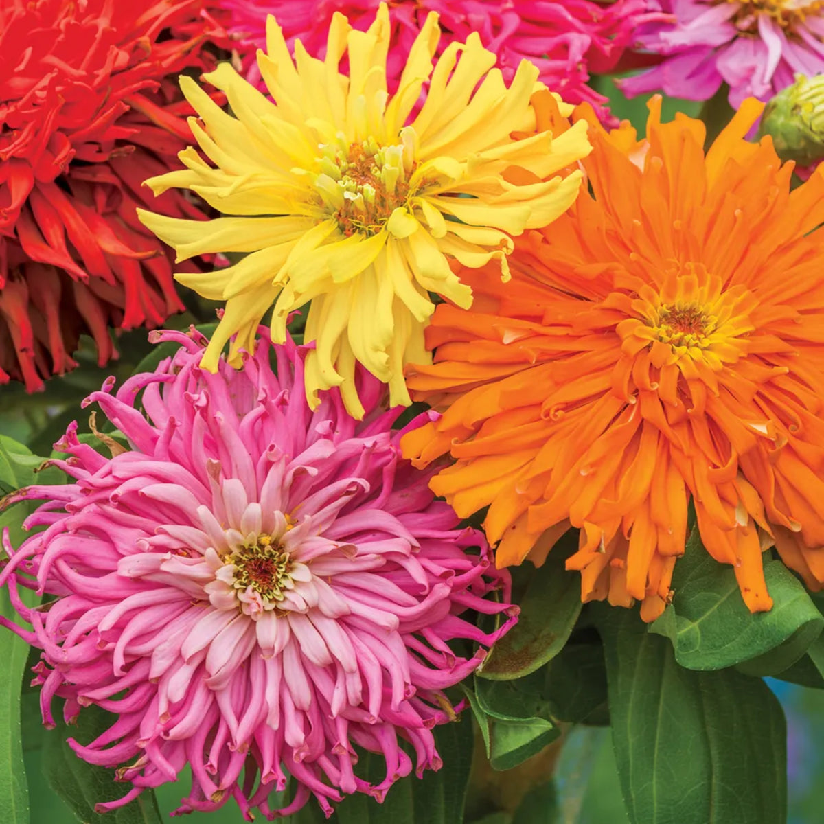 Burpeeana Mix Zinnia Seeds, 30 seeds