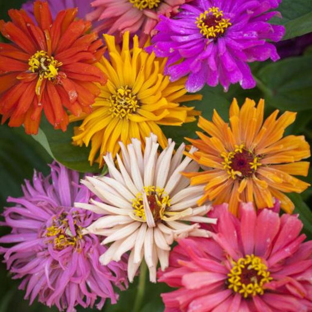 Burpeeana Mix Zinnia Seeds, 30 seeds
