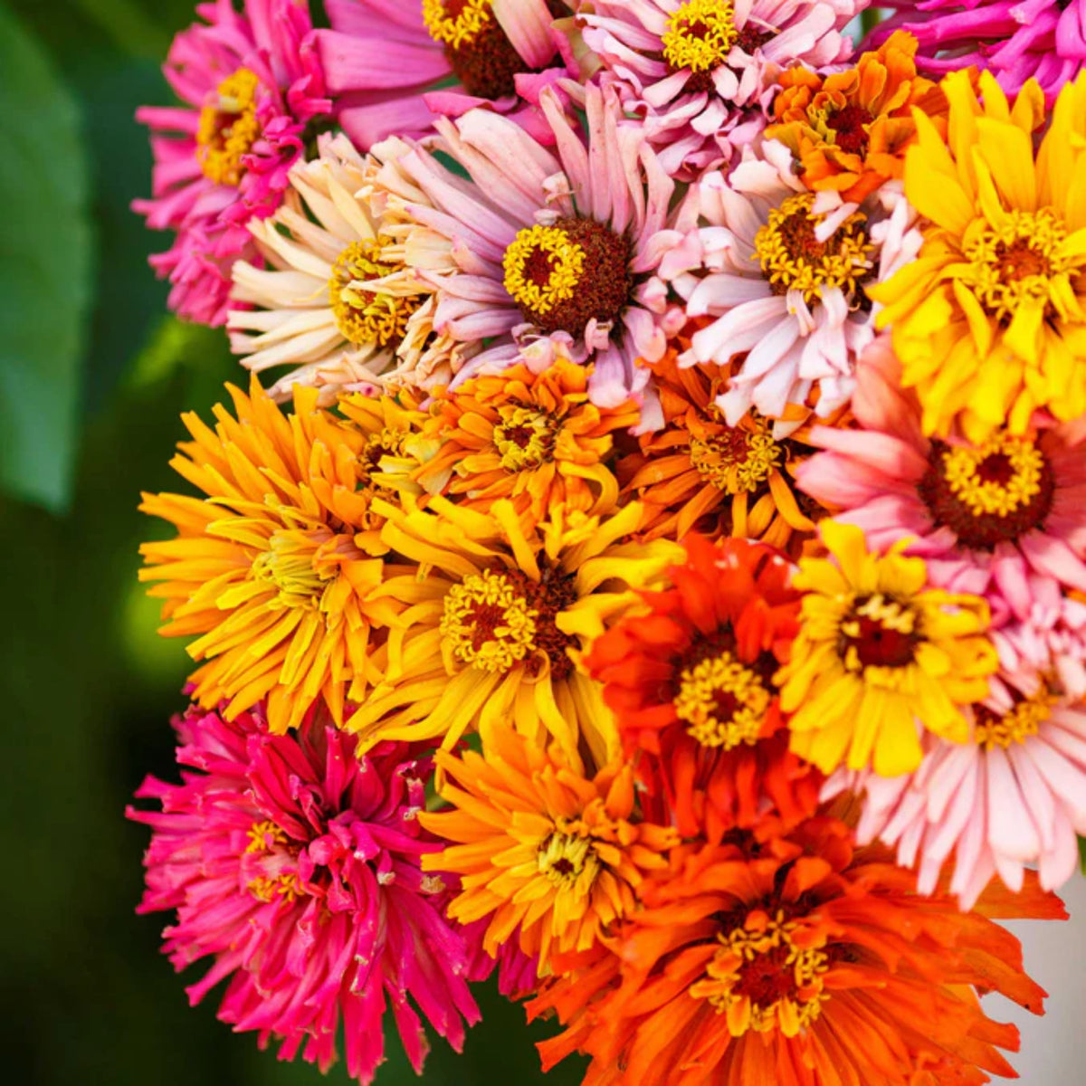 Burpeeana Mix Zinnia Seeds, 30 seeds