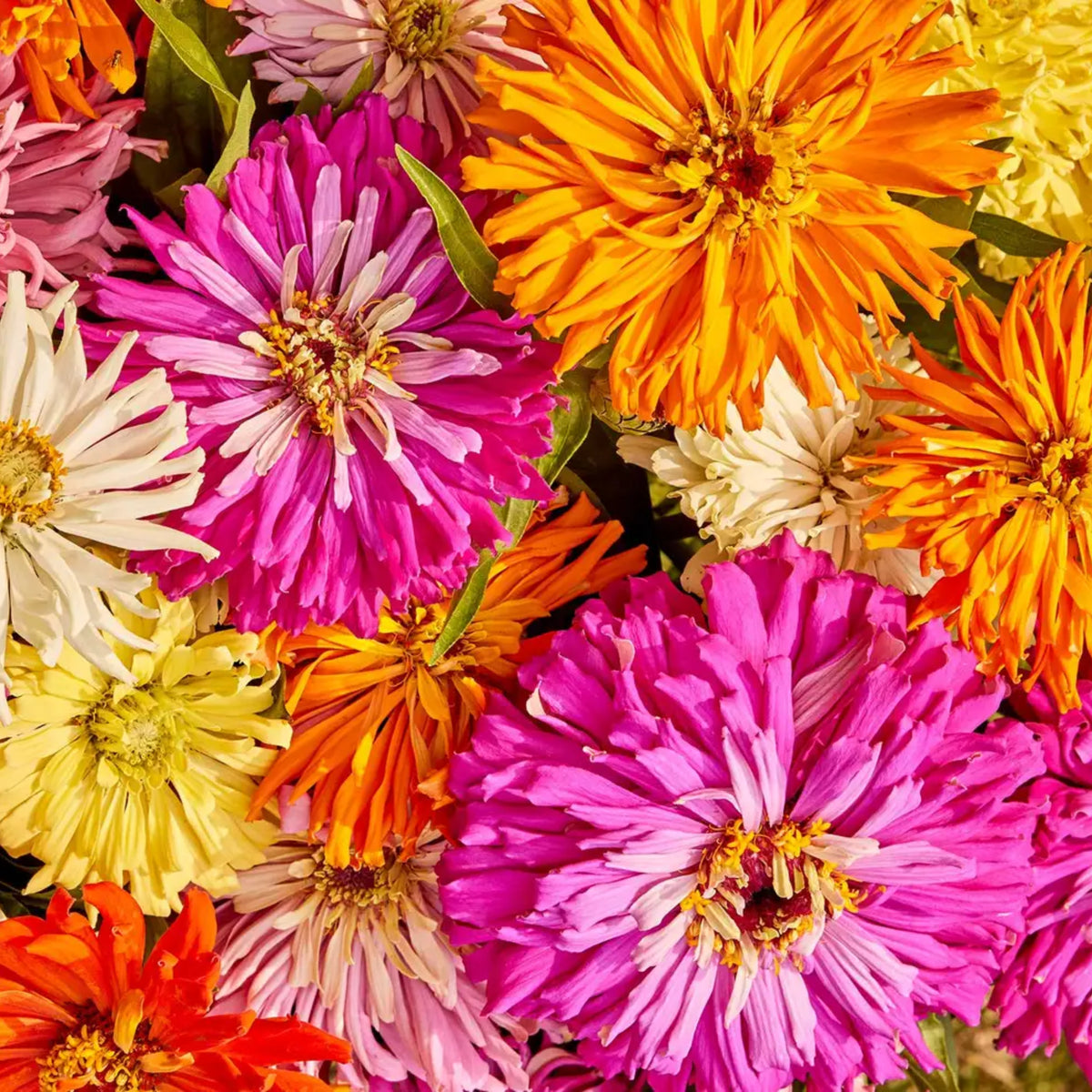 Burpeeana Mix Zinnia Seeds, 30 seeds