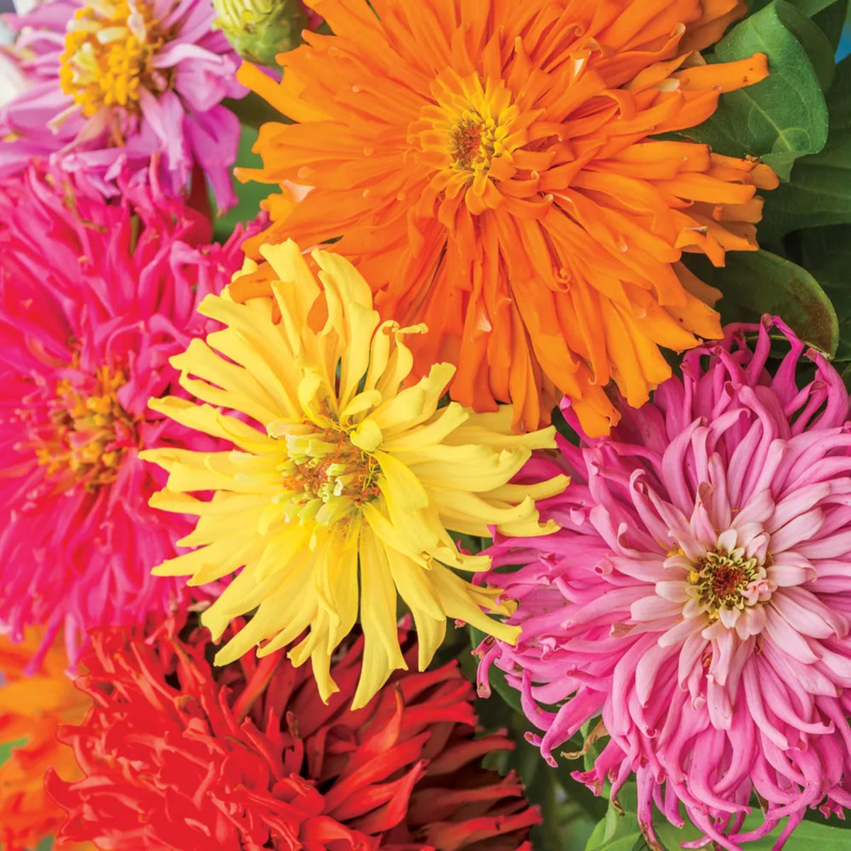 Burpeeana Mix Zinnia Seeds, 30 seeds