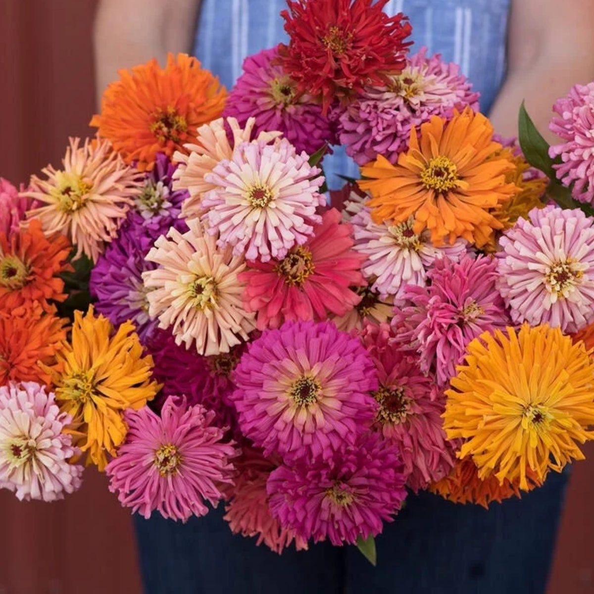 Burpeeana Mix Zinnia Seeds, 30 seeds