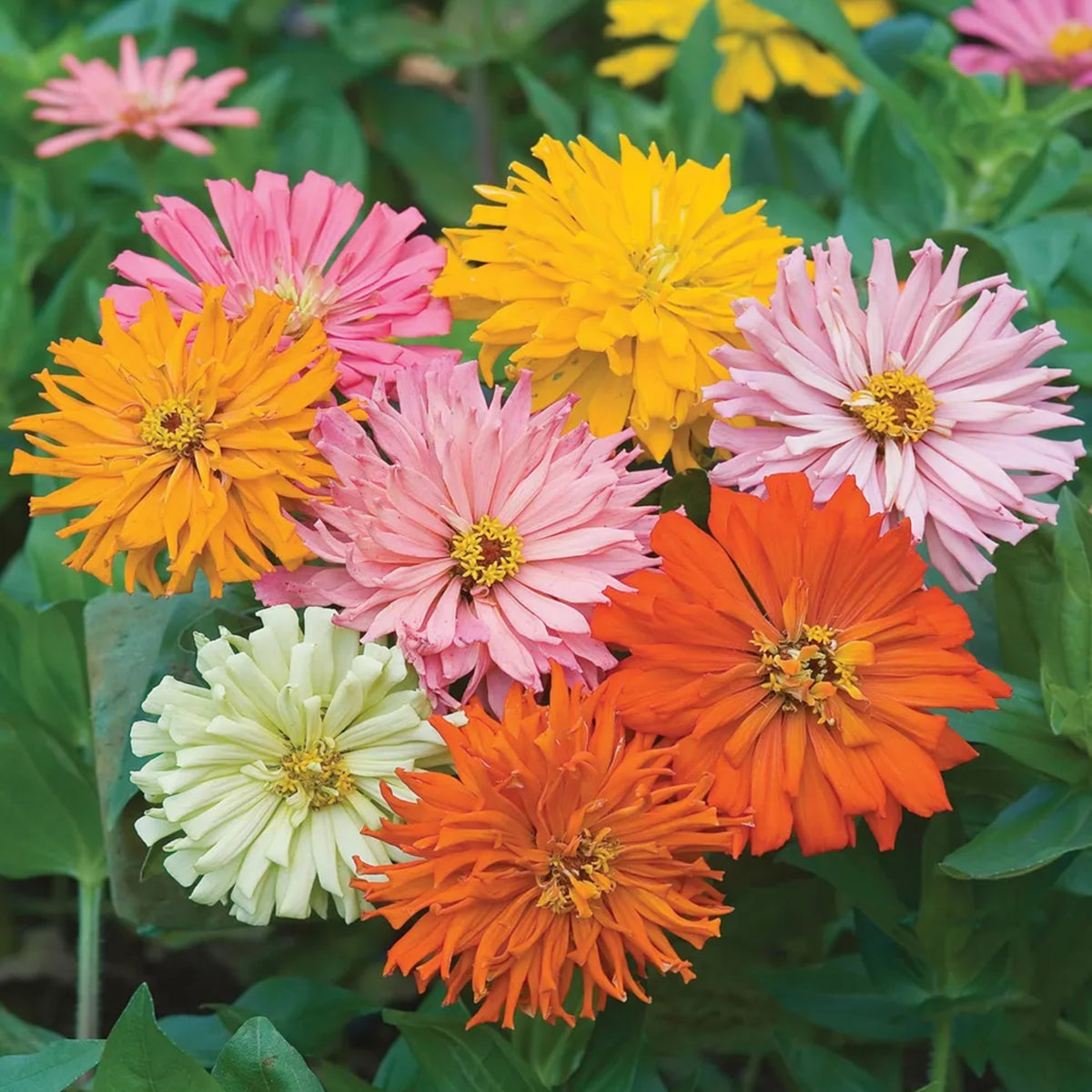 Burpeeana Mix Zinnia Seeds, 30 seeds