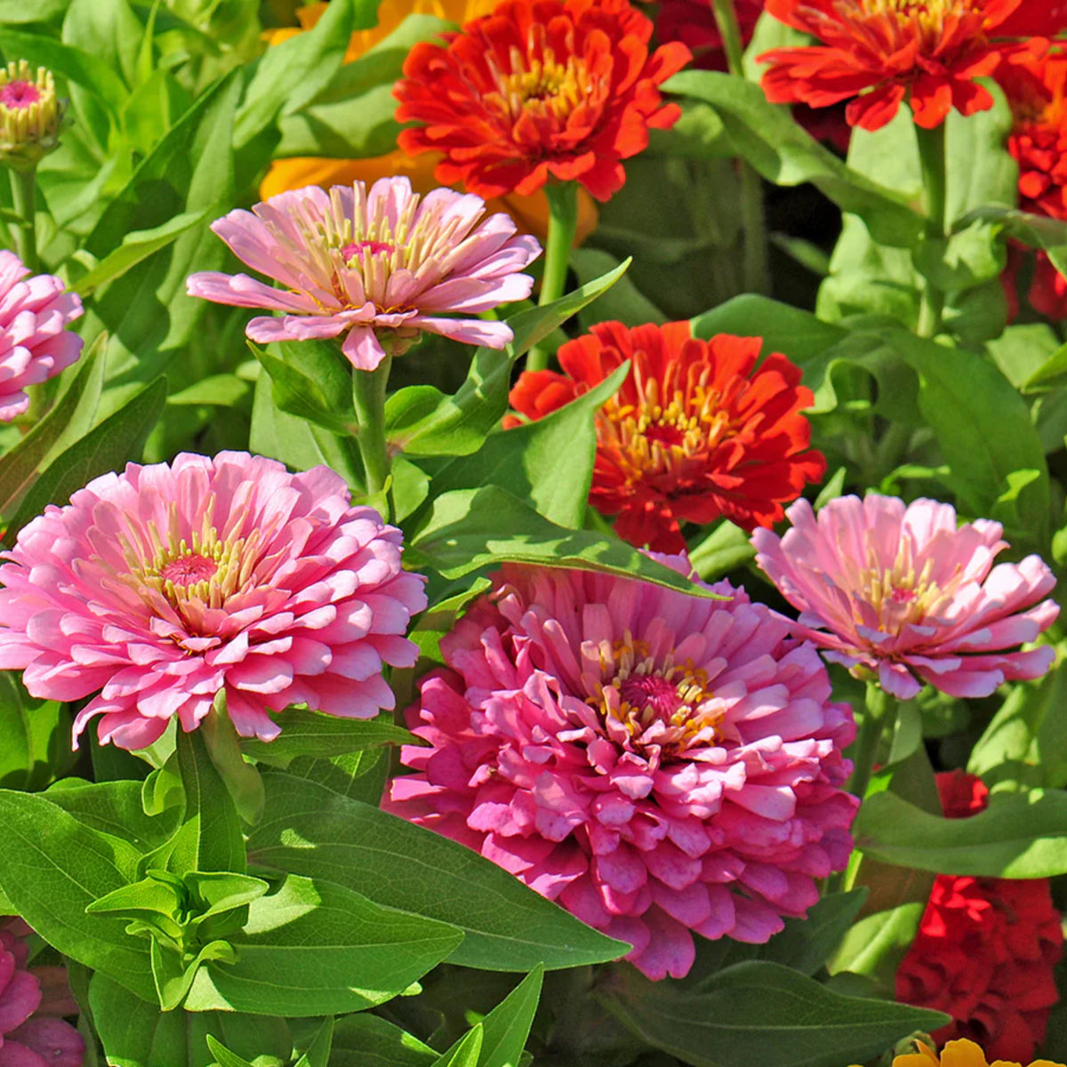 Zinnia Seeds - Flowered Mixture, 30 seeds
