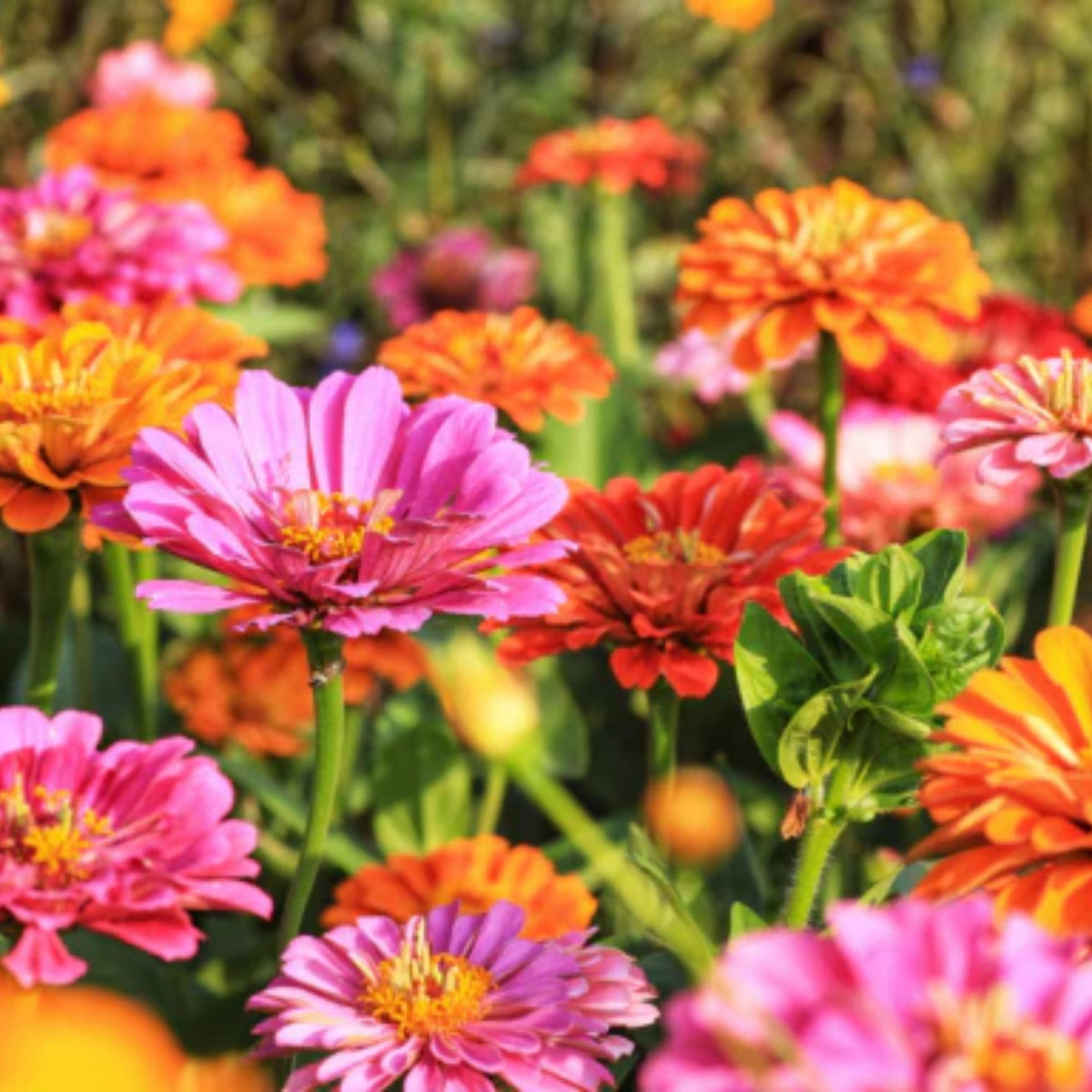 Zinnia Seeds - Flowered Mixture, 30 seeds