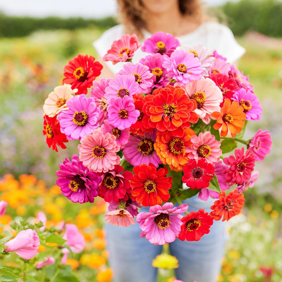 Zinnia Seeds - Flowered Mixture, 30 seeds