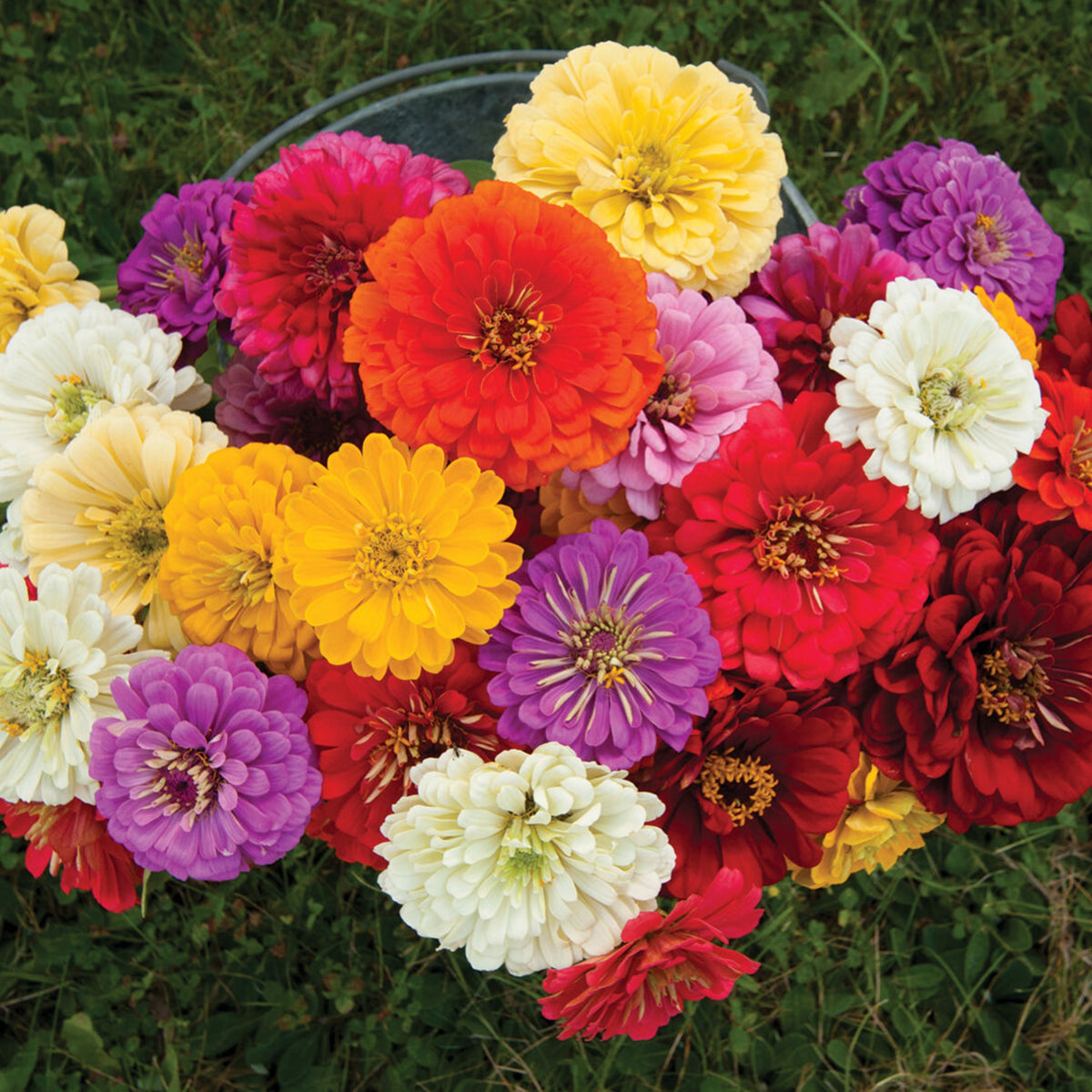 Zinnia Seeds - Flowered Mixture, 30 seeds