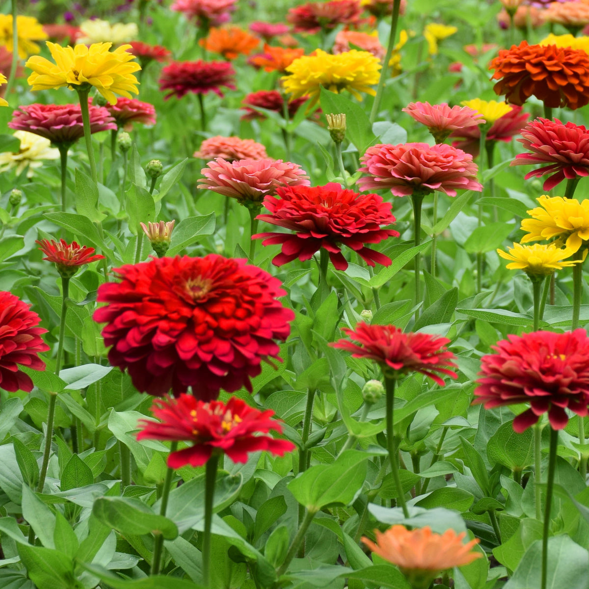 Zinnia Seeds - Flowered Mixture, 30 seeds